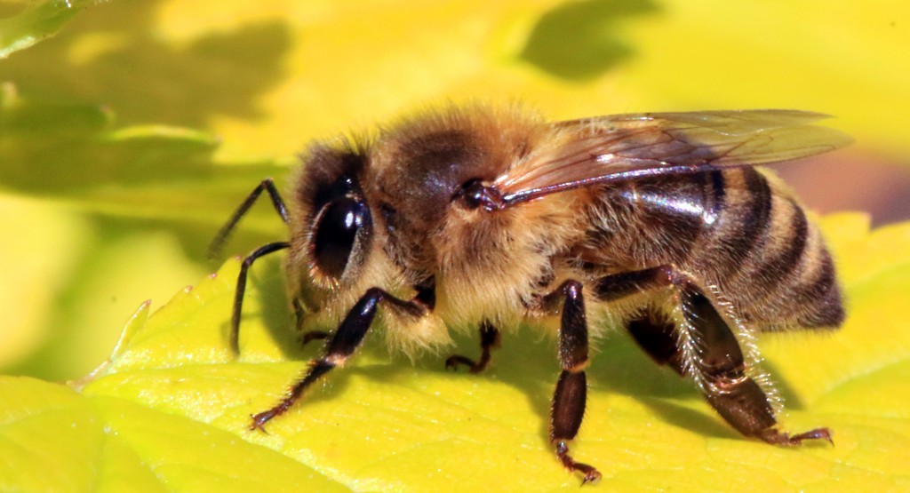 Пчелы чувствительны к электрическому полю — Биологи